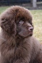 Precious Sweet Face of a Brown Newfoundland Puppy