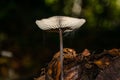 Precious thin Wild Mushrooms in the ground of the wood. Us