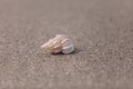 Precious Wentletrap Epitonium scalare  shell Royalty Free Stock Photo