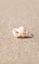 Precious Wentletrap Epitonium scalare  shell Royalty Free Stock Photo