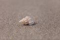 Precious Wentletrap Epitonium scalare  shell Royalty Free Stock Photo