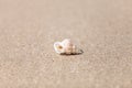 Precious Wentletrap Epitonium scalare  shell Royalty Free Stock Photo