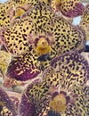 Precious yellow spotted vanda orchid Royalty Free Stock Photo