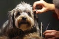 Precise hairstyling: skilled groomer with dog