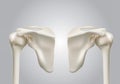 Precise medical 3D images of human shoulder bones Royalty Free Stock Photo