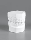 Orthodontic Plaster Model of Human Teeth on Gray Background Royalty Free Stock Photo