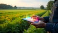 Precision Agriculture: Farmer Using Technology in Sunflower Field