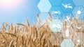Precision Agriculture Network Icons On Wheat Field Background