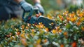 Precision Pruning: A Close-up of a Man\'s Hand with Hedge Trimmer Tending to Bushes in a Garden Royalty Free Stock Photo