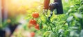 Precision Robotics in Agriculture Robot Monitoring Tomato Crop Growth for Sustainable Farming