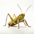 Precisionism-inspired Grasshopper On White Background: Ricoh Gr Iii