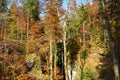 Predaselj gorge in Kamniska Bistrica, Slovenia in autumn