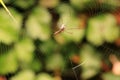 Predation of The Small Spider (Tetragnatha Pratensis) Royalty Free Stock Photo