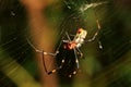 Predation of The Spider (Nephila Clavata)
