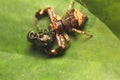 Predation of Wild Spider on The Leaves Royalty Free Stock Photo