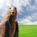 Predator bird golden eagle over natural sunny background Royalty Free Stock Photo