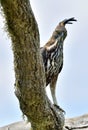 Predator bird on the tree. Nisaetus cirrhatus Royalty Free Stock Photo