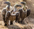 Predator birds are sitting on the ground. Kenya. Tanzania. Royalty Free Stock Photo