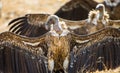 Predator birds are sitting on the ground. Kenya. Tanzania. Royalty Free Stock Photo