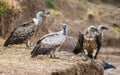 Predator birds are sitting on the ground. Kenya. Tanzania. Royalty Free Stock Photo