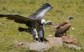 Predator birds are sitting on the ground. Kenya. Tanzania. Royalty Free Stock Photo