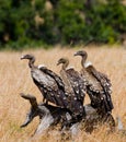 Predator birds are sitting on the ground. Kenya. Tanzania. Royalty Free Stock Photo