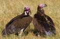 Predator birds are sitting on the ground. Kenya. Tanzania. Royalty Free Stock Photo