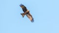 predator black kite soars in the sky Royalty Free Stock Photo