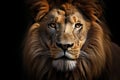 Predator cat wild dark nature zoo carnivore face lion big animal africa male majestic portrait Royalty Free Stock Photo