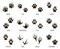 Predator footprint. Wild animals paw prints, cat, bear, tiger, fox and wolf footprints, predators foot marks silhouette Royalty Free Stock Photo