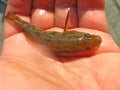 Baby fish of Chinese sleeper perccottus glenii in human palm Royalty Free Stock Photo