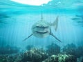 A predator great white shark swimming in the ocean coral reef shallows just below the water line closing in on its victim . Royalty Free Stock Photo