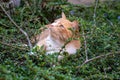 Predator in hiding. Domestic ginger hiding amongst shrubs waiting for pigeons Royalty Free Stock Photo