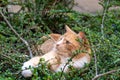 Predator in hiding. Domestic ginger cat hiding amongst shrubs waiting for pigeons Royalty Free Stock Photo