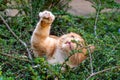 Predator in hiding. Domestic ginger cat hiding amongst shrubs waiting for pigeons Royalty Free Stock Photo