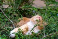 Predator in hiding. Domestic ginger cat hiding amongst shrubs waiting for pigeons Royalty Free Stock Photo