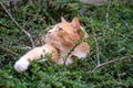 Predator in hiding. Domestic ginger hiding amongst shrubs waiting for pigeons Royalty Free Stock Photo