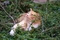 Predator in hiding. Domestic ginger hiding amongst shrubs waiting for pigeons Royalty Free Stock Photo