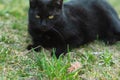 Predator and his prey in one frame cat and mouse in the grass Royalty Free Stock Photo