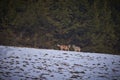 Wolf Canis lupus in the snow. Predator on the hunt