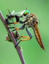 The predator insects is robberfly asilidae eating prey ant Royalty Free Stock Photo