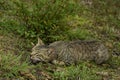 The predator king is sleeping on ground  .male ferrel cat picture. Royalty Free Stock Photo