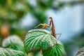 Predator praying mantis on green raspberry leaf Royalty Free Stock Photo