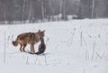 Coyote with pheasant