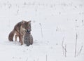 Coyote with pheasant