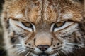 Predator's Gaze: Deep Look of a Lynx in the Wild Royalty Free Stock Photo