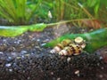 Predator Snails in an Aquarium