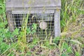 Predator trap at the Bois Gentil Kiwi CrÃÂ¨che, New Zeland