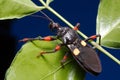 Predator used as eco friendly and biological pest control Royalty Free Stock Photo