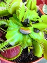 Predator Venus Flytrap Plant. Leaves of venus flytrap. Bright exotic carnivorous plant, eating insect. Venus flytrap Royalty Free Stock Photo